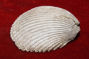 559