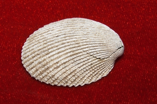 561