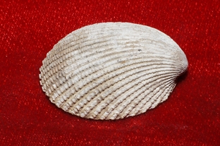 563